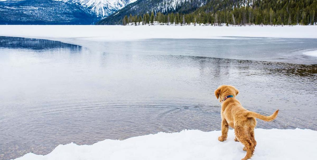 Dog at lake